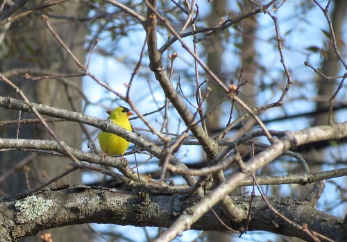 bird yellow birdie spring goldfinch finch prettybird yellowbird