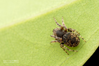 Orb web spider (Araneidae) - DSC_9122