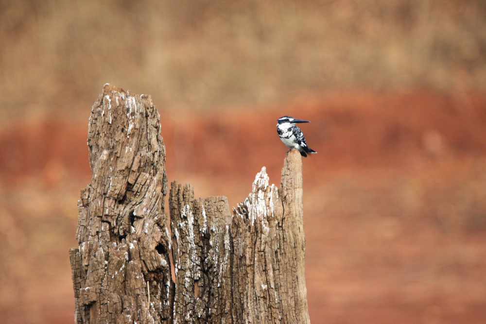 HM7A4663 Pied Kingfisher