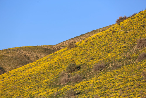 yellow wildflowers np shrubs slope sanluisobispocounty califorinia carrizoplainnationalmonument mountainslope temblormountains wyojones