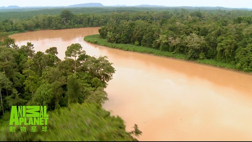 沿著京那峇河進入蒼翠濃密的熱帶雨林。（動物星球頻道提供）