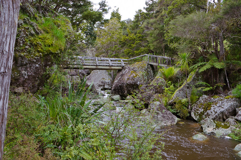 bridge through nature