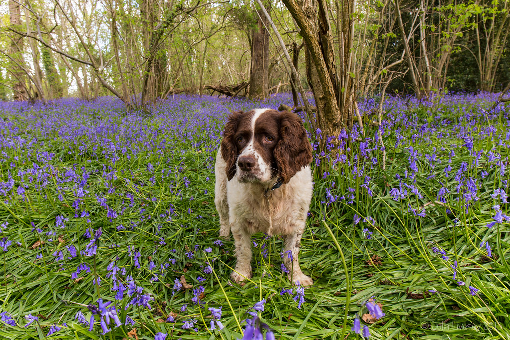 Max in the Bluebells