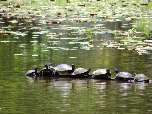 turtles water lake seven log bench louisiana vernonlake vernonparish usa