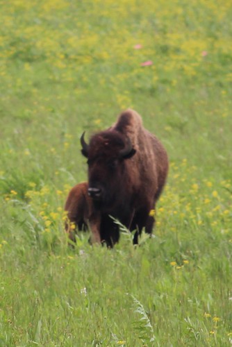 buffalo bison nachusa nachusagrasslands