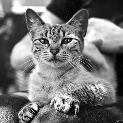 nb bw monochrome animal chat cat eyes glance gaze regard félin poil caresse square pet