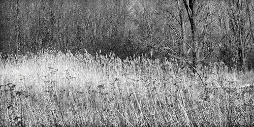 wood field grass edge fujifilm xt1 parcnationaldesîlesdeboucherville