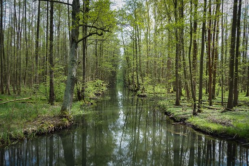 deutschland woods spree brandenburg spreewald lübbenauspreewald