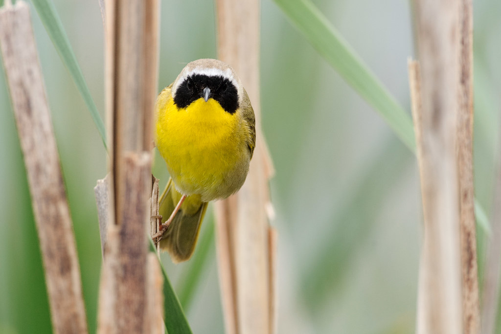 A common yellowthroat looks out from a patch of cattails at Ridgefield National Wildlife Refuge