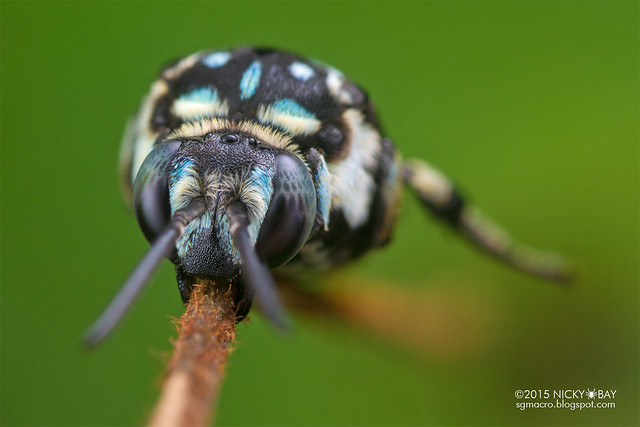Cuckoo bee (Thyreus sp.) - DSC_8703