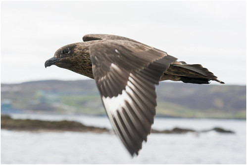 uk bird scotland shetland lerwick skua greatskua bonxie stercorariusskua