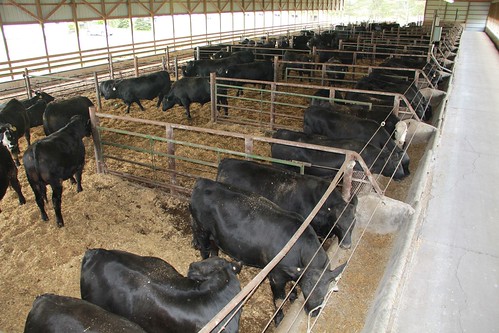 Cattle at a farm