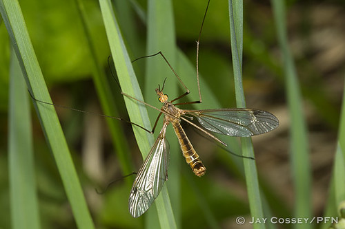 indiana cranefly naturephotography macrophotography martincounty insecta butlersfarm dipteraflies photographerjaycossey
