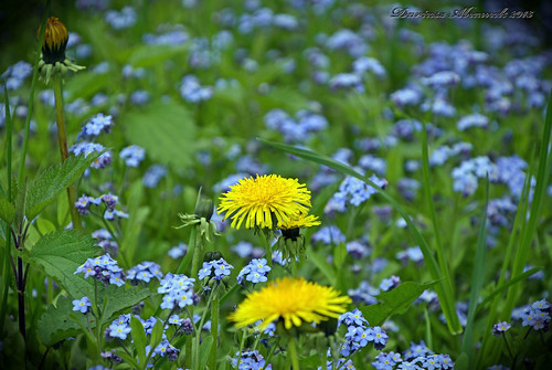 old flowers ed spring nikon village bokeh polish mm nikkor vr afs dx 18105 f3556 d3200
