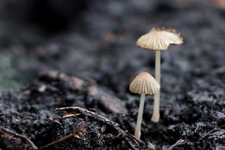 Two Tiny Mushrooms