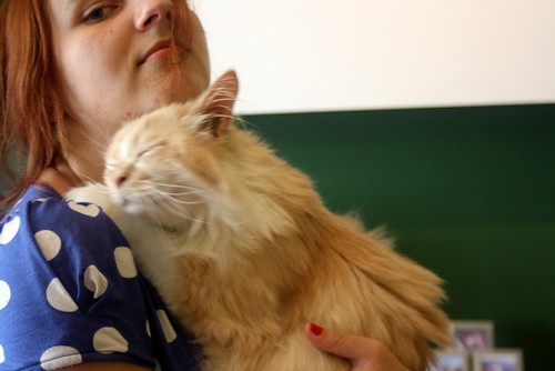 Persi, gato crudo y vainilla de pelo largo y ojos cobre APTO PARA PERROS, nacido en Julio´13, necesita hogar. Valencia. ADOPTADO. 17192430187_8f2dd00d58