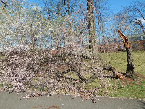 Fallen cherry tree