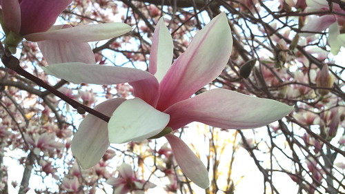 Magnolia Blossoms on Huguenot Street