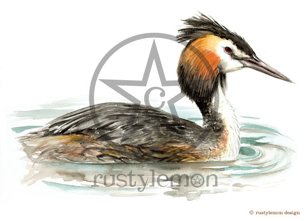 great-crested-grebe