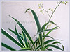 Dianella ensifolia 'White Variegated' (Umbrella Dracaena, Sword Leaf Dianella, New Zealand Lilyplant, Cerulean Flax-lily)