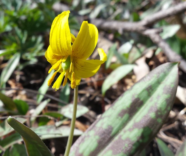 looking up at one yellow trout lily