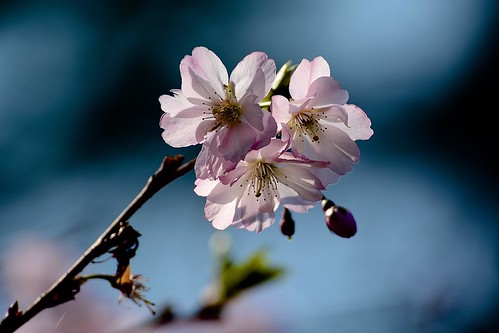 Spring Blossom......