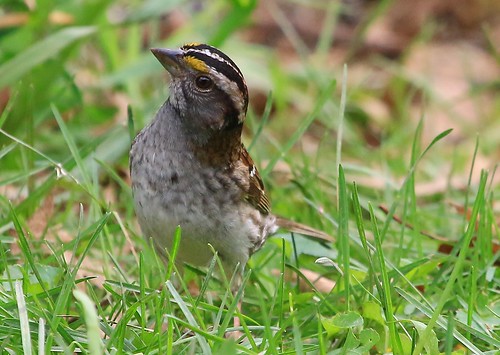 park county lake reis iowa larry sparrow meyer whitethroated winneshiek