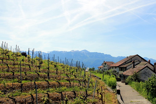 blue lake green schweiz switzerland spring vines suisse unescoworldheritagesite vineyards svizzera léman vignoble vaud lavaux romandie terracedvineyards vignobleenterrasse bourgenlavaux