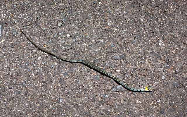 Snake on road (dead?)