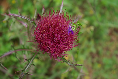 red purple wildflower