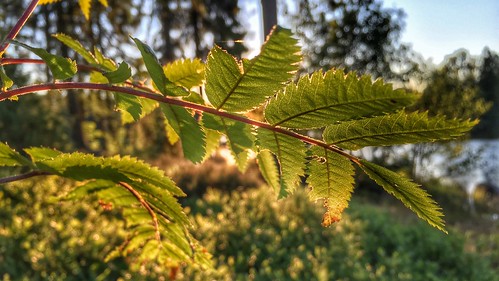 trees sunset sunlight nature water forest leaf backlit rowan iphone6 snapseed