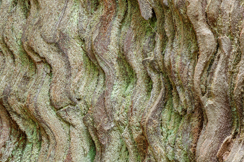 Tree Waves