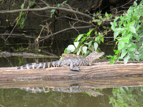Juvenile alligator
