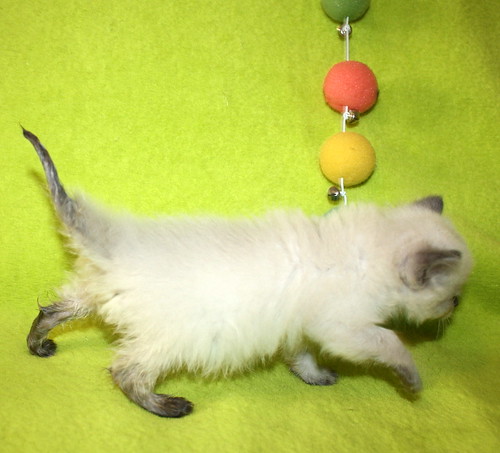 Harry, gatito cruce Himalayo siamés pelo largo, nacido en Abril´15, en adopción. Valencia. ADOPTADO. 18018166640_18c0969bc3