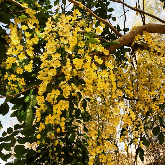 Love these yellow blooms at Eskaya 🌼🌼🌼#eskaya #bohol #travelingjourno #islandfun #funinPH