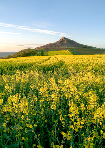 sunset yellow yorkshire north clear fields crops rapeseed roseberrytopping