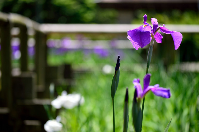 ハナショウブ　Japanese iris