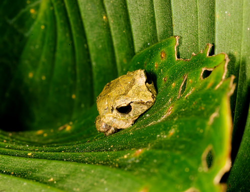 green nature animal leaf costarica wildlife amphibian frog tiny tropical centralamerica lascrucesbiologicalstation pristimantisridens pygmyrobberfrog