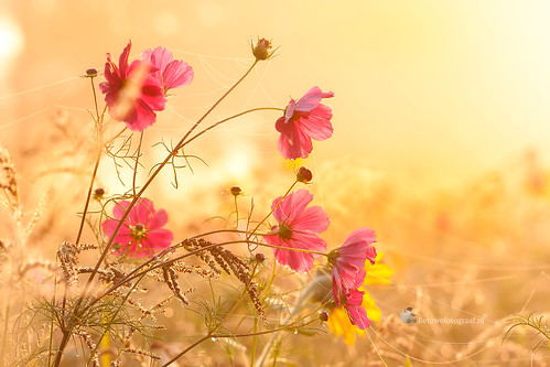 betuwe beesd landgoed sunrise flowers wild colors drmy