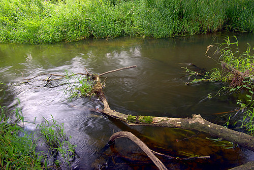 green nature water grass river landscape daylight poland polska natura nida zielony woda crippled światło trawa rzeka krajobraz uszkodzone