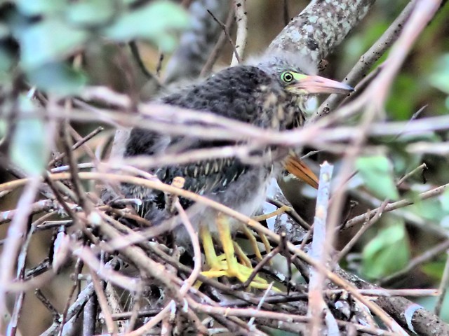 Green Heron nestlings HDR 20160517
