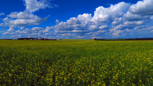 canola fields farm farmland crop yellowflowers dramaticclouds cloudscape bluesky fluffyclouds niobecounty alberta canada vivid northamerica artistic art nature canonsx720hs