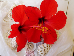 Fleurs et coquillages mauritiens