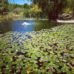I love my view at lunch. No one around just me and the koi #abqbiopark #lunchtime