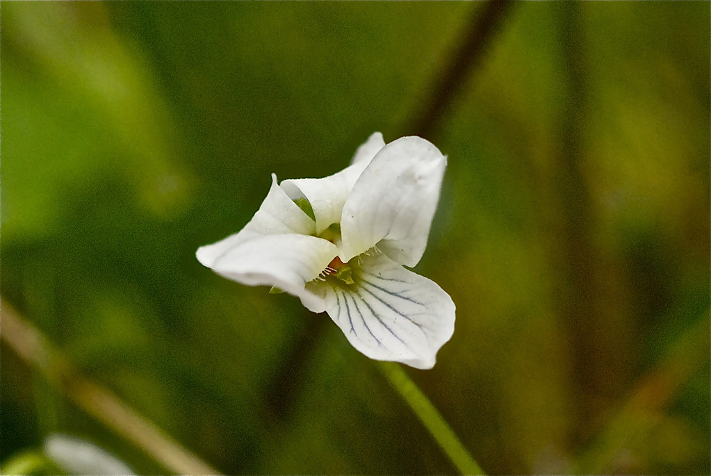 Small White Violet