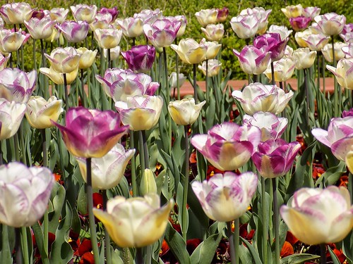 flowers sunset tulips southpark цветя никон юженпарк nikoncoolpixl330 софиябългарияевропа likegolden entranceblvdvitoshastbialacherkva входбулвитошаиулбялачерква sofiabulgariaeurope
