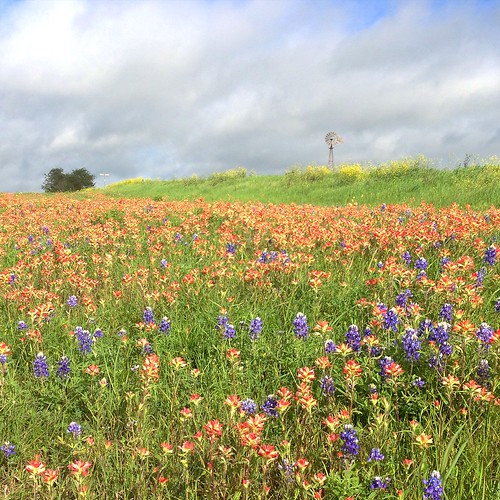 windmill field bluebonnet wildflower
