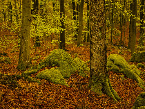 nature forest skåne spring sweden beech