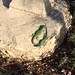 Formentera - holidays,lizard,formentera