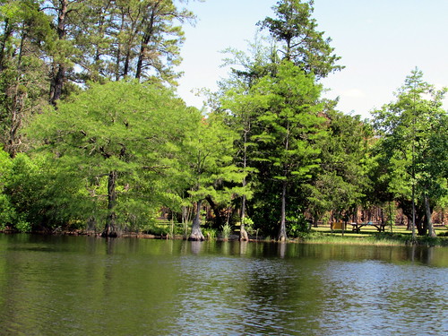 statepark park trees lake tree nature water nc pond natural scenic northcarolina greenery elizabethtown bodyofwater bladencounty joneslakestatepark